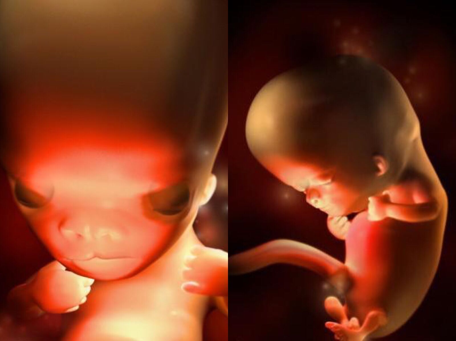 胎儿在肚子里面的发育全过程,胎儿在肚子里发育全过程带讲解