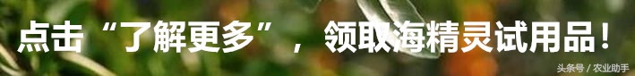 葡萄叶片斑点干枯是什么病,葡萄叶面枯黄怎么办