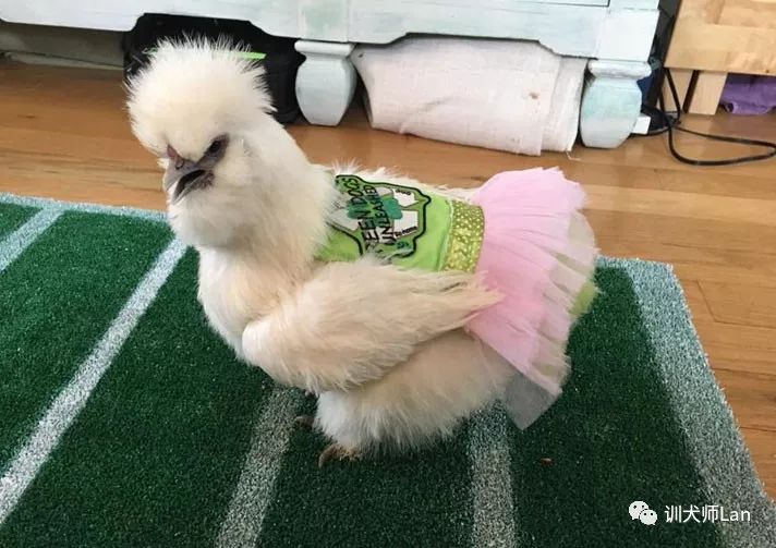 什么是治疗犬？我的狗狗能够做治疗犬去帮助有需要的人吗？