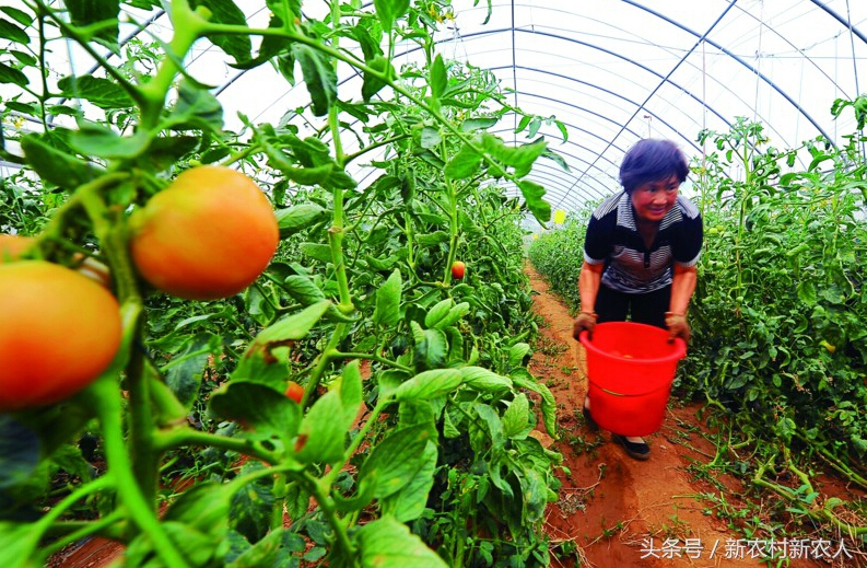 农业想赚钱商业模式是要害,农业创业技术大全