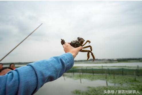 农业想赚钱商业模式是要害,农业创业技术大全