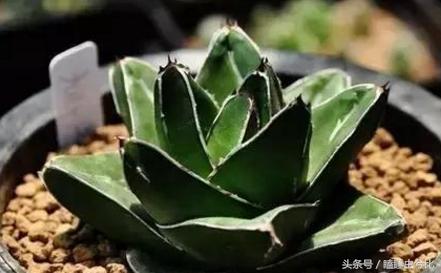 多肉植物白色汁液有毒,紫珍珠多肉植物有毒吗能吃吗