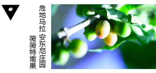 20岁咖啡小鲜肉告诉你一款薇薇特南果还能够这样玩｜凡仕