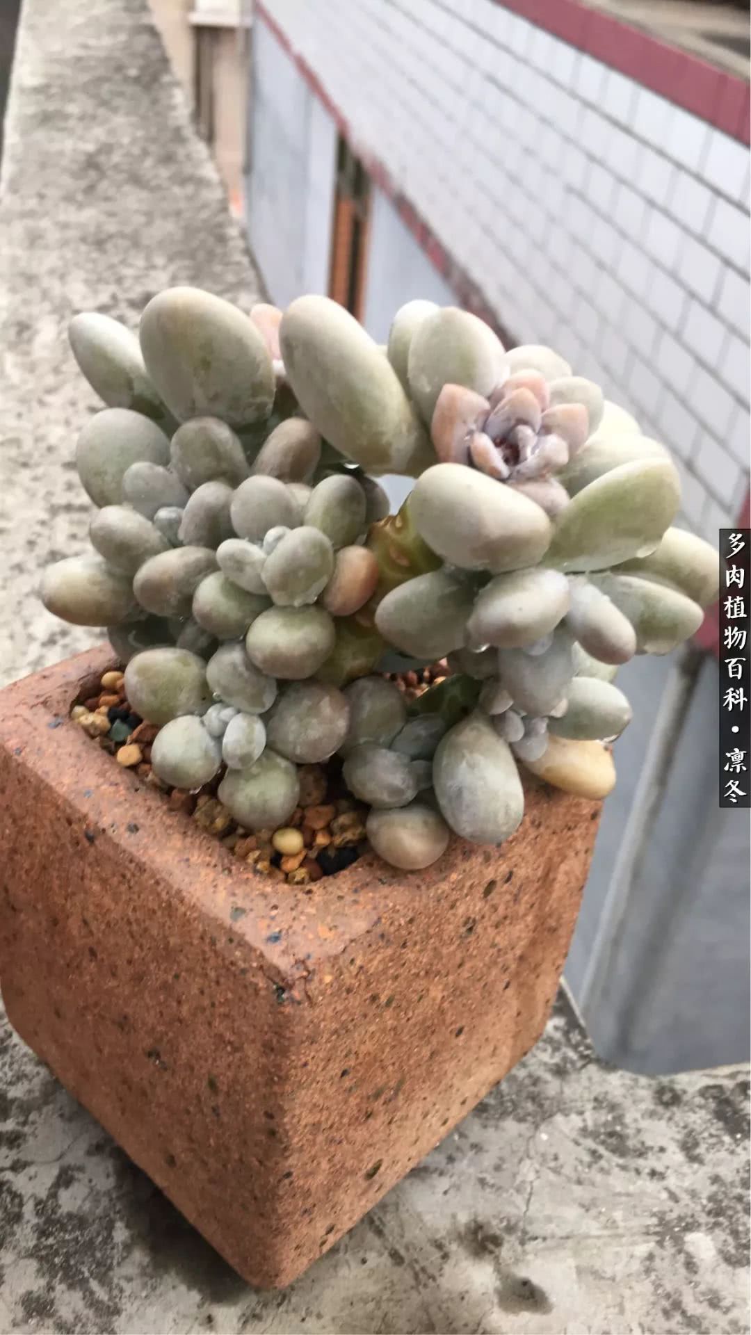 一入装修深似海从此钱包是路人,一入花坑深似海从此钱包成路人