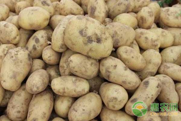 国内早大白土豆刚刚上市，价格如何？（附今日土豆价格）