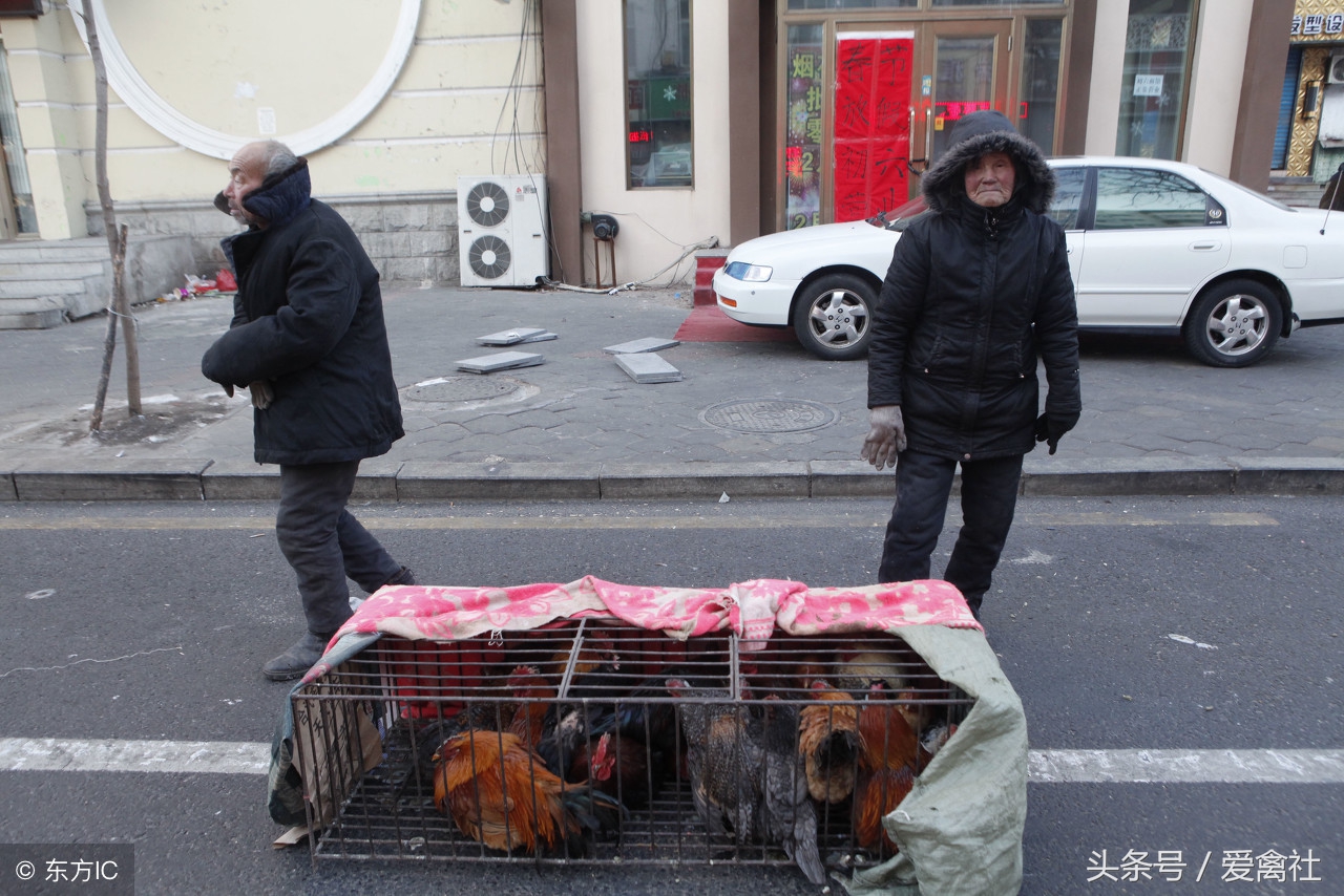 有了这十种散养鸡的销售方法，养鸡赚钱是肯定的