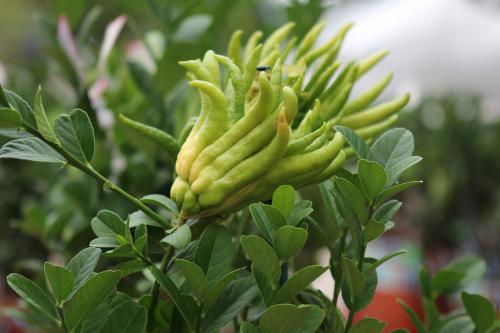 佛手观赏和食用区别,佛手能够和什么一起养