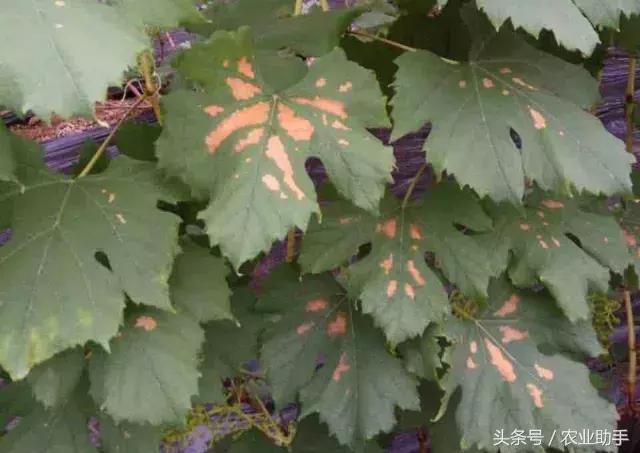 葡萄叶片斑点干枯是什么病,葡萄叶面枯黄怎么办