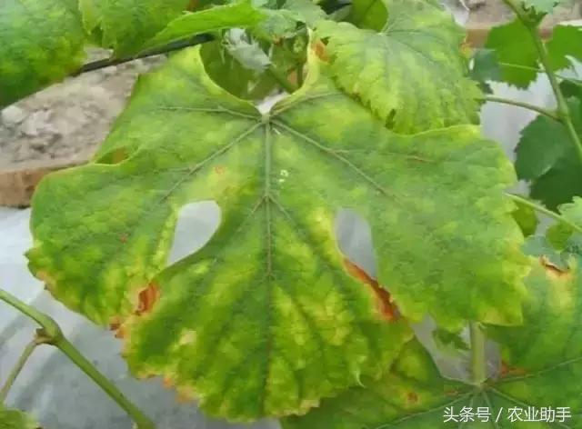 葡萄叶片斑点干枯是什么病,葡萄叶面枯黄怎么办