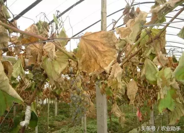 葡萄叶片斑点干枯是什么病,葡萄叶面枯黄怎么办