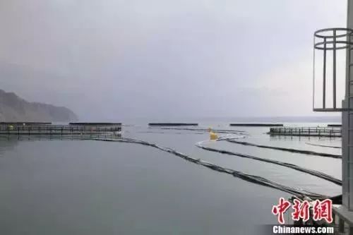 怎么看真的三文鱼和假的三文鱼,三文鱼如何辨别真的假的