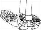各种西方龙的画法高清图片,西方龙的种类和等级划分