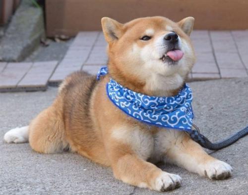 柴犬运动完多久吃饭,柴犬换了新主人不吃饭