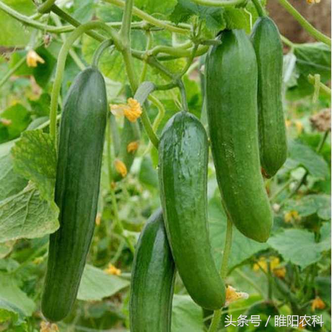 一斤顶4斤，还供不应求，他们的黄瓜咋您牛