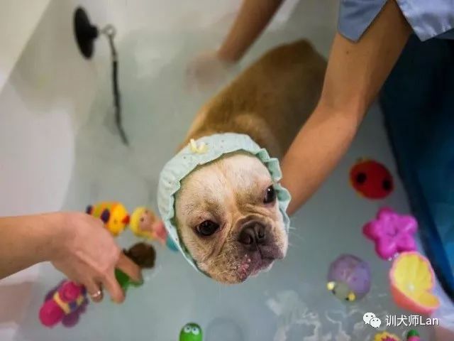 用什么给狗狗洗澡驱跳蚤,给狗狗洗澡用什么沐浴露