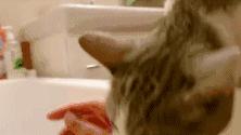 猫咪偷睡在主人床边的原因,猫咪为何喜欢偷嘴