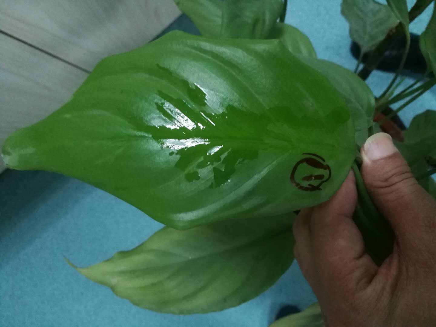 植物橙皮精油有什么功效 (橙皮植物精油效果怎么样)