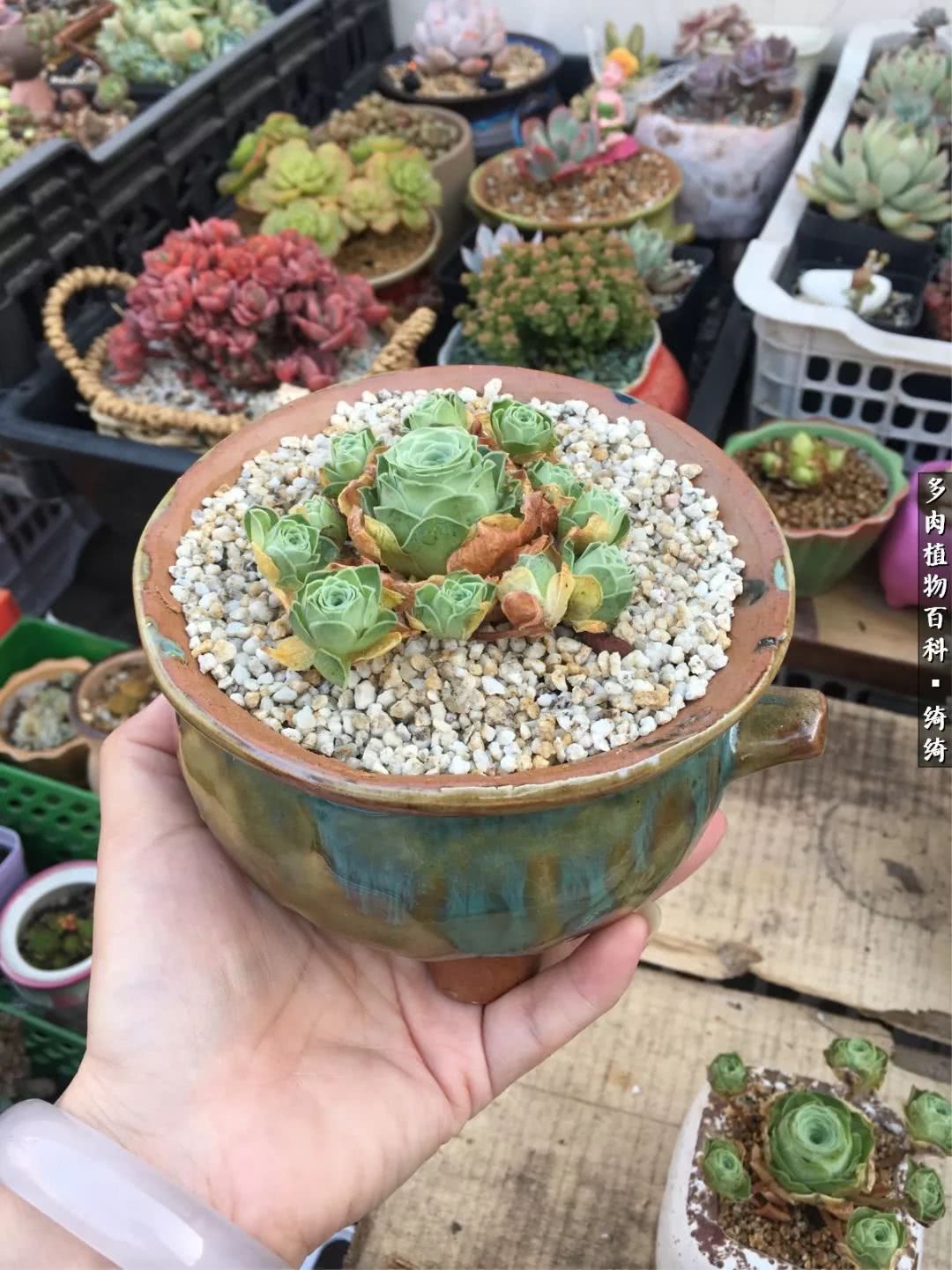 一路繁花多肉,多肉玫瑰园一路繁花
