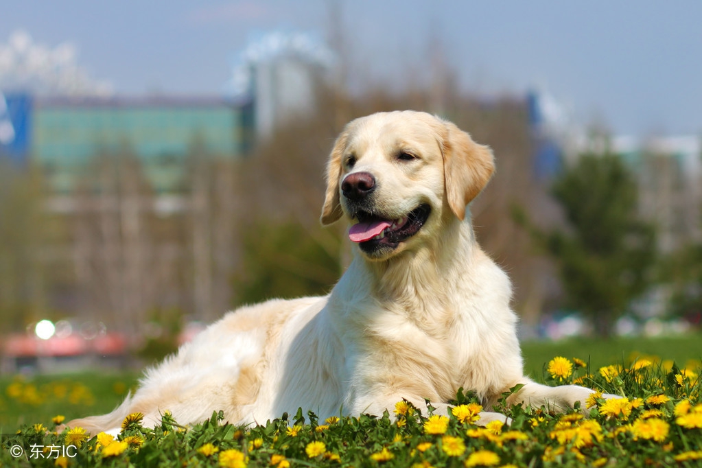 选宠物注意什么,宠物狗怎么选好