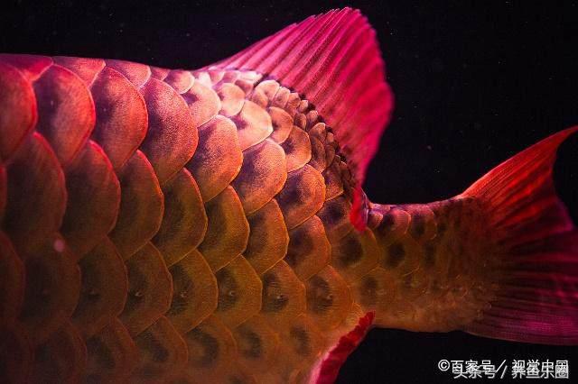 龙鱼脱肛用土霉素还是痢特灵好,龙鱼脱肛后之前的食物能吃吗