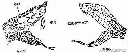 蛇虫叮咬怎么去除,避免蛇虫咬伤的安全措施