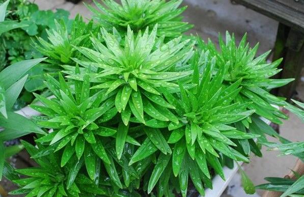 盆栽百合花怎么养才多开花教程,盆栽百合花开花后怎么养护