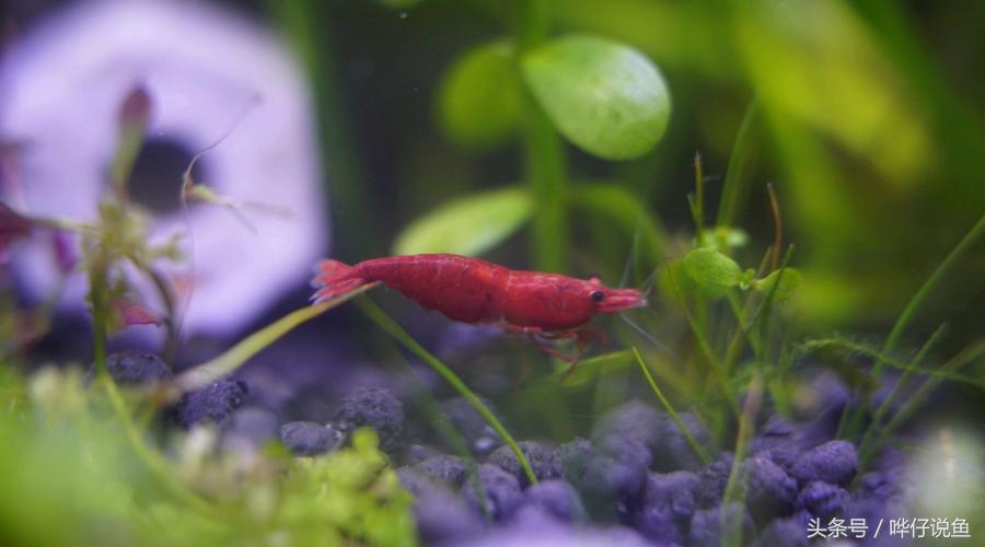 小龙虾宠物虾,小龙虾和宠物虾的区别