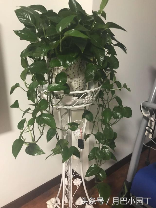 绿萝喂什么绿油油,绿萝的饲养方法及图片