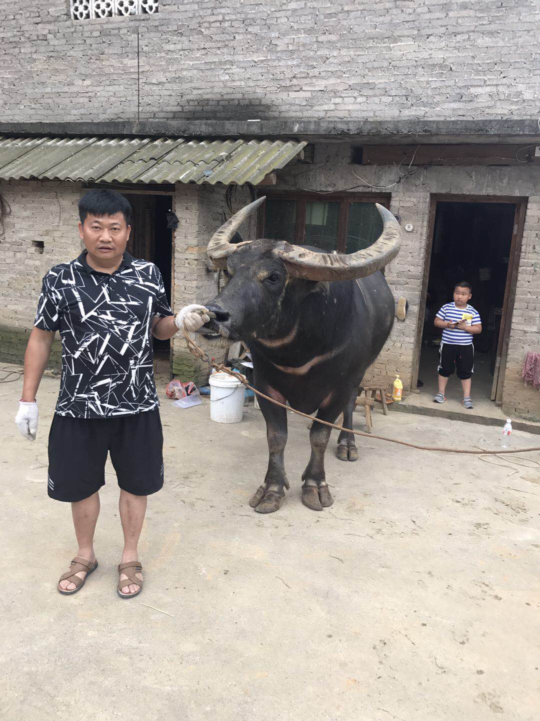 凯里斗牛城牛王争霸赛,黔东南牛王斗牛完全视频