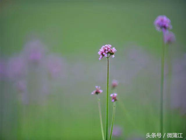 雨后，来蒲江石象湖觅一片“日照”