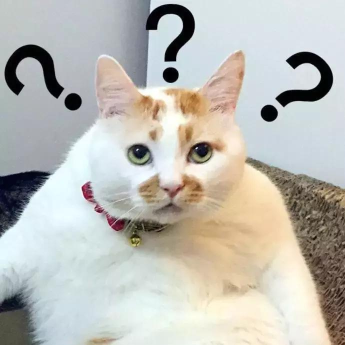 猫咪的铲屎官注意事项 (铲屎官最应该给猫咪的5种东西)