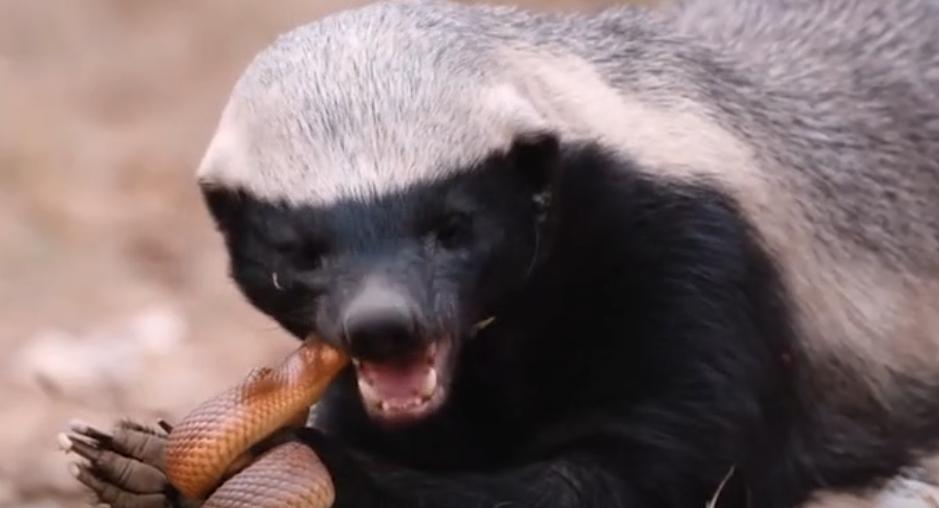 蜜獾被黑曼巴咬到会怎么样,蜜獾平头哥会被毒蛇咬死吗