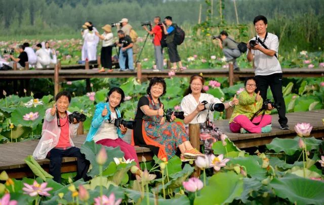 赏荷微山湖,微山湖荷花美景赏心悦目