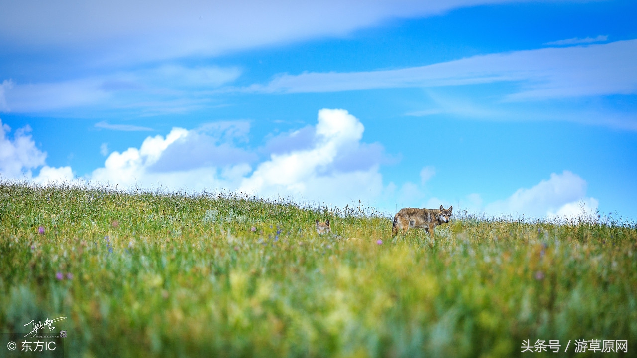 济南天边草原乌拉盖自驾 (天边草原乌拉盖旅游通辽有团吗)