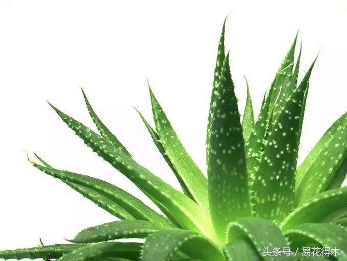 这才是最纯正的芦荟呢,推荐好产品芦荟