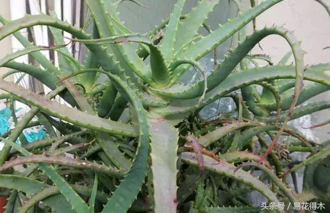 这才是最纯正的芦荟呢,推荐好产品芦荟
