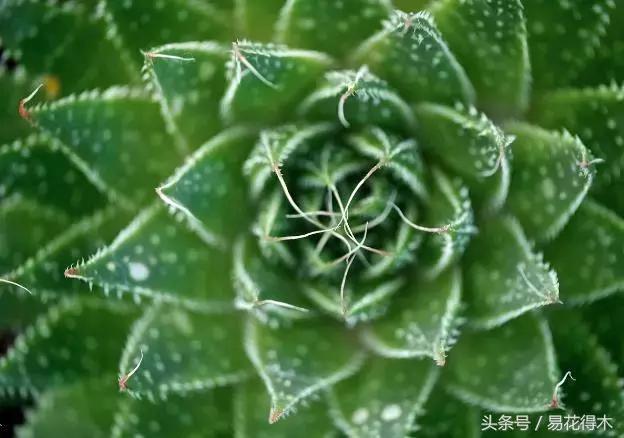 这才是最纯正的芦荟呢,推荐好产品芦荟