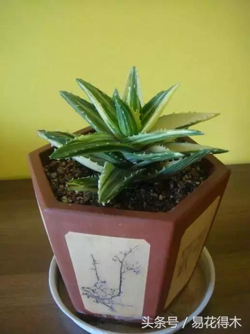 这才是最纯正的芦荟呢,推荐好产品芦荟