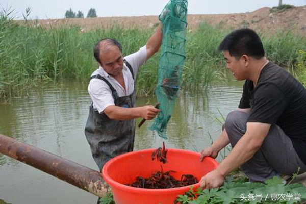 养殖小龙虾要怎么管理,小龙虾养殖如何管理