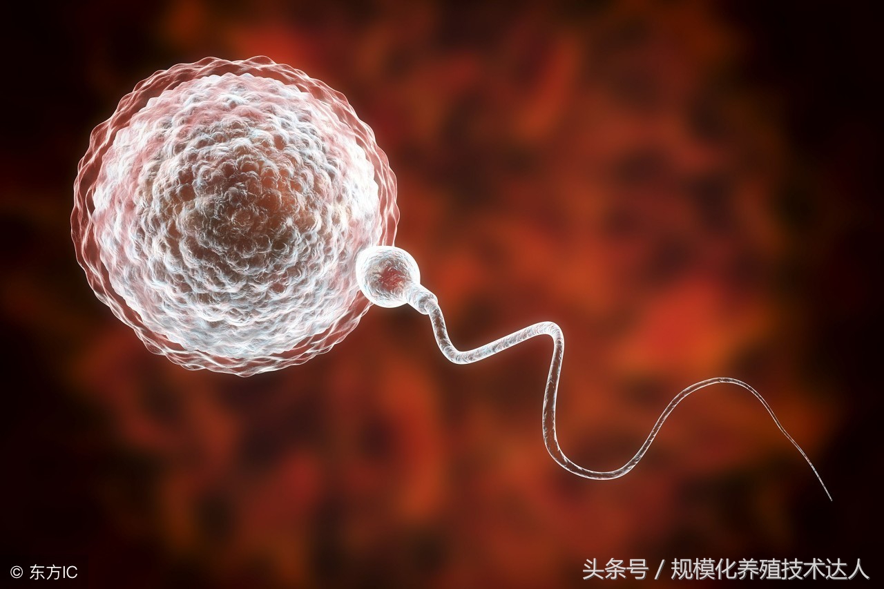 养羊怎么识别羊怀孕,新手养羊引种羊全过程