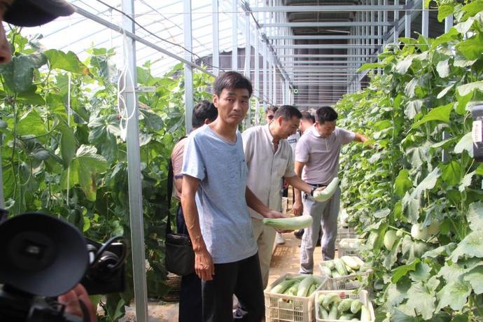 河南新乡延津：蒙金地里的羊角蜜甜瓜熟了