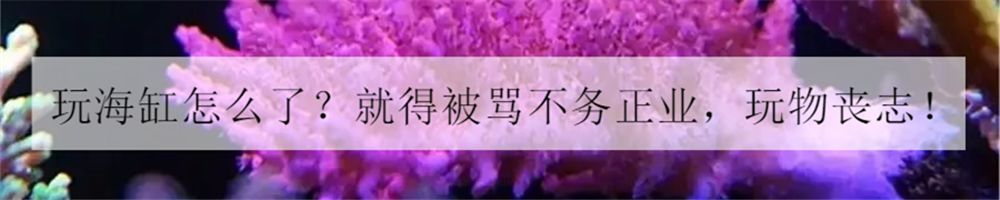 新手玩草缸3年的心得体会,草缸入坑指南