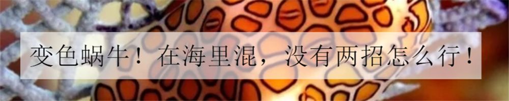 新手玩草缸3年的心得体会,草缸入坑指南