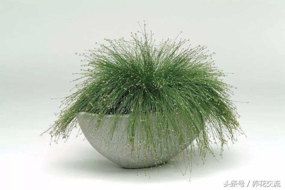 合适办公室桌上的盆栽植物图片,合适办公室桌面容易养的植物
