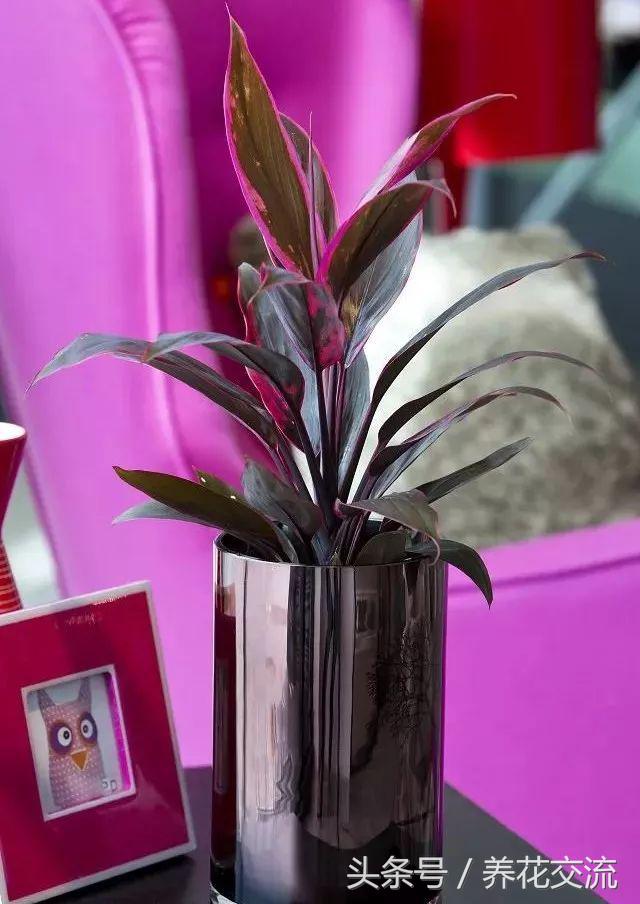 合适办公室桌上的盆栽植物图片,合适办公室桌面容易养的植物