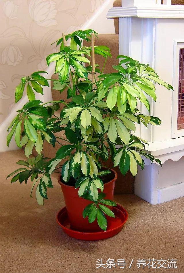 合适办公室桌上的盆栽植物图片,合适办公室桌面容易养的植物