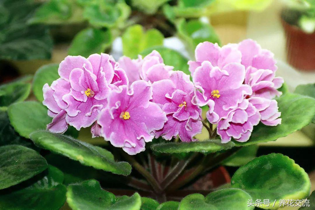 合适办公室桌上的盆栽植物图片,合适办公室桌面容易养的植物