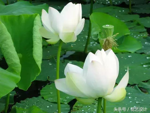 这些花卉超美,这些花草不仅好看还好养