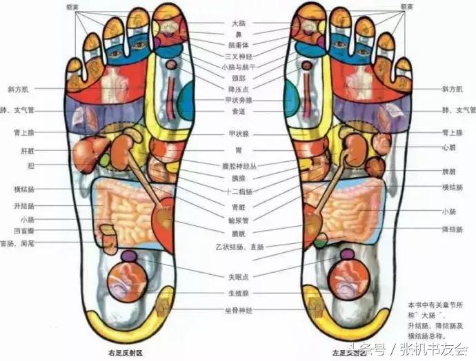 针灸按摩全息图（收藏版）