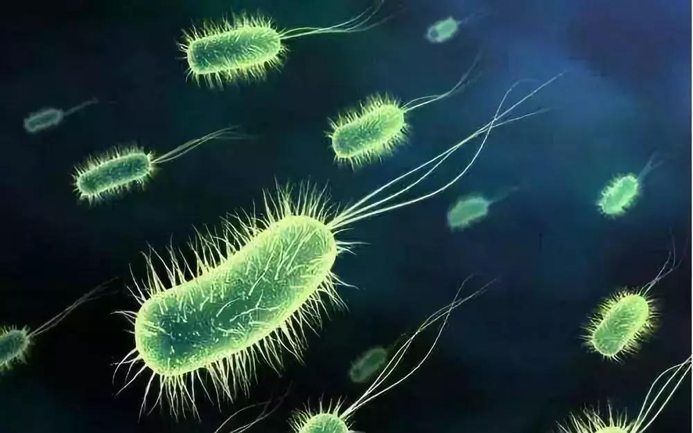 狗狗长螨虫怎么治才能好,狗狗体外驱虫对狗狗有伤害吗